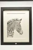 Zebra study by Jenny Bardell, charcoal on paper, sold Nov 2025