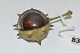 A BRONZE SCULPTURE OF A CONKER, in the form of a horse chestnut shell open to by Mark Hall, BRONZE, sold Jun 2025
