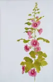 Holyhock Signed by Katy McIntyre Brown, oil, sold Oct 2025