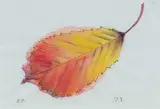 Prunus Avium - Autumn Leaf Signed with initials E by Lady Emma Tennant, Ink and watercolour on Japanese rice paper Framed, sold Oct 2025