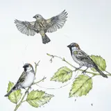 Sparrows of Salisbury Garden Signed with initials DSB by Daisy Scott-Bennett, Pen, watercolour and, sold Oct 2025