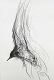 Seagull Turning Signed by Jason Gathorne-Hardy, Graphite on paper, sold Oct 2025