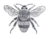 Bee Signed by Mark Lord, Linocut, sold Oct 2025