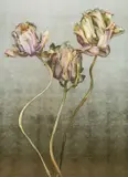 Tulipa La Belle Époque Signed and numbered Kim Knott 1/10 by Kim Knott, Giclée print on archival art paper with archival pigment ink Framed, sold Oct 2025