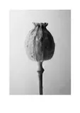 Poppy Signed and dated R Foster/26/082/25 by Richard Foster, Print on Somerset and enhanced Heavyweight FineArt Paper, sold Oct 2025