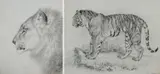 Study of the head of a lion by William Huggins, pencil, sold Mar 2025