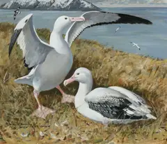 Albatrosses bonding by Keith Shackleton, Oil on board, sold Dec 2024