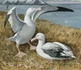 Albatrosses bonding by Keith Shackleton, Oil on board, sold Dec 2024