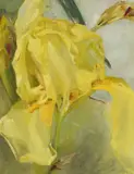 Yellow Iris Inscribed YELLOW IRIS by Lucy Cavendish, Oil on canvas, sold Dec 2024