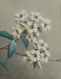 Roupellia Grata Signed and dated Ganga Singh/1944 by Thakur Ganga Singh, Pencil and watercolour heightened with white, sold Dec 2024