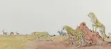 Cheetahs in the savanna by Peter Barrett, watercolour, sold Dec 2024