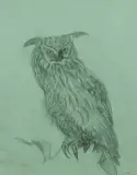 Long-eared owl Signed with initials EMB by Elizabeth Macdonald-Buchanan, drawing, sold Dec 2024