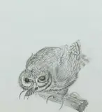 Owl with a beetle Signed with initials EMB by Elizabeth Macdonald-Buchanan, drawing, offered Dec 2024