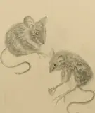 Untitled by Elizabeth Macdonald-Buchanan, drawing, sold Dec 2024