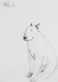 Bull-terrier Signed and dated Richardson '98 by Ray Richardson, Charcoal, sold Dec 2024
