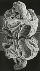Mirror Image Signed by Monica Poole, Wood engraving, sold Dec 2024