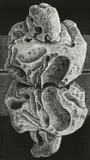 Mirror Image Signed by Monica Poole, Wood engraving, sold Dec 2024