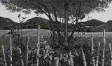 Pilgrims Way Signed by Monica Poole, Wood engraving, sold Dec 2024