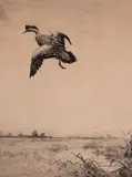 Duck Coming In by Roland Clark, etching, sold Feb 2020