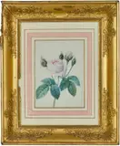 Boutons de roses et rose épanouie by Adèle Janet, Gouache, sold Jun 2026