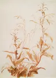 Herbacées by Jean-Baptiste Huet, Sanguine et lavis brun sur papier, sold Jun 2026