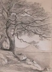 Pin en bord de mer by Paul Borel, Crayon et rehaut blanc sur papier, sold Jan 2026