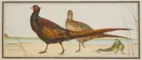 Faisans et grenouilles by Paul Marcueyz, Aquarelle signée, sold Jun 2024