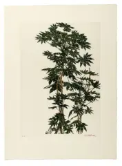 Aralias aquarellée vert III-419 by Sam Szafran, Aquarelle sur fond de gravure sur papier, sold Jun 2026