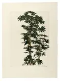Aralias aquarellée vert III-419 by Sam Szafran, Aquarelle sur fond de gravure sur papier, sold Jun 2026