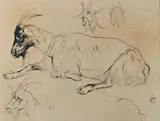 Etude de chèvre by Ferdinand Oger, Mine de plomb et crayon noir signé en bas à droite, sold Apr 2025