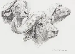 Buffalo Studies by Robert Bateman, 1979, graphite on paper, sold Sep 2025
