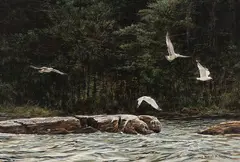 Seagulls and Spruce by Robert Bateman, acrylic on board, sold Jun 2025