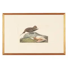 Esquimaux Curlew , Havell Edition by John James Audubon, Hand-colored engraving with etching and aquatint, sold Sep 2026