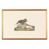 Esquimaux Curlew , Havell Edition by John James Audubon, Hand-colored engraving with etching and aquatint, sold Sep 2026