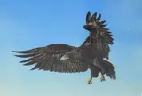 Depicting and eagle in flight by Mike Smith, acrylic on board, offered Aug 2025