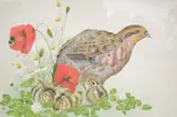Detailed study of a partridge and chicks by J. R. Morris, watercolour, offered Jul 2025