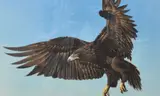 Depicting and eagle in flight by Mike Smith, acrylic on board, offered Jun 2025