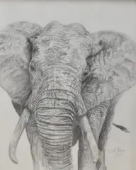 Elephant by C.E Rich, pencil, offered May 2025
