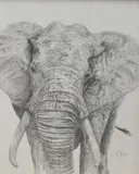 Elephant by C.E Rich, pencil, offered May 2025