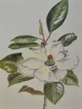 Within green mount and cream by Fancy Zomar, watercolour, offered Apr 2025
