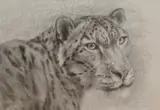 Snow Leopard by Vesela Sultanova 'VesA', pencil on paper, offered Apr 2025