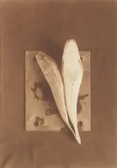 Fish Studies by Bruce Rae, photograph, offered May 2026