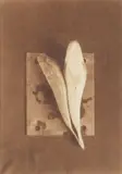 Fish Studies by Bruce Rae, photograph, offered May 2026