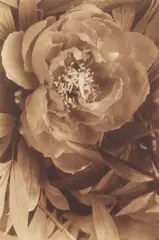 Flora Series I [Numbers 4 by Bruce Rae, pencil, sold May 2026