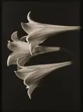 Still Lives by Bruce Rae, pencil, offered May 2026