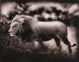 Windswept Lion by Nick Brandt, print, offered May 2026