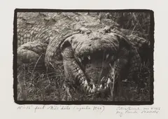 15-16 Foot Nile 'Dile [Crocodile by Peter Beard, print, sold May 2026