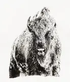 The Beast by David Yarrow, print, offered May 2026