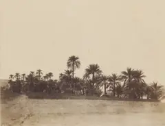 Palm Trees at Korosko by John Beasley Greene, print, sold Mar 2026