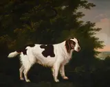 Portrait of a water spaniel in a landscape by John Boultbee, Oil on canvas, offered Jun 2025